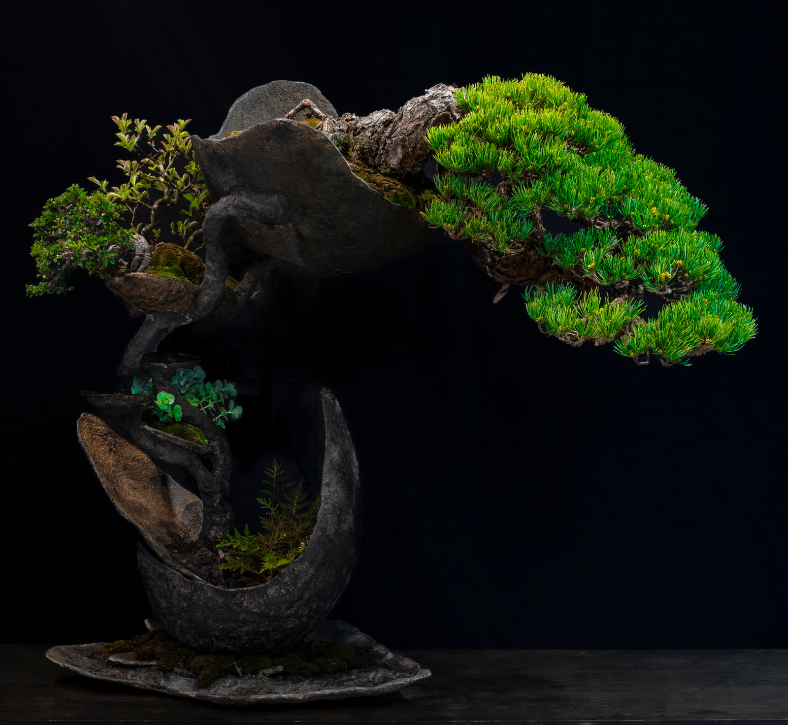 盆栽作品「天平」の全体像