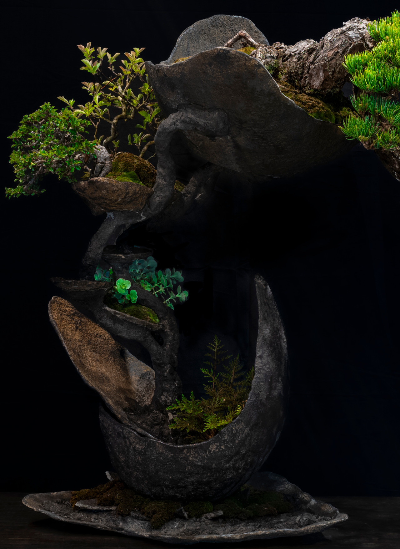 盆栽作品「天平」のオリジナルの器と植栽